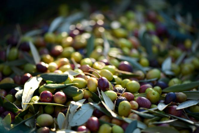 varietà di olive pugliesi