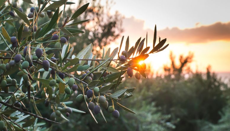 Sostenibilità olio extravergine